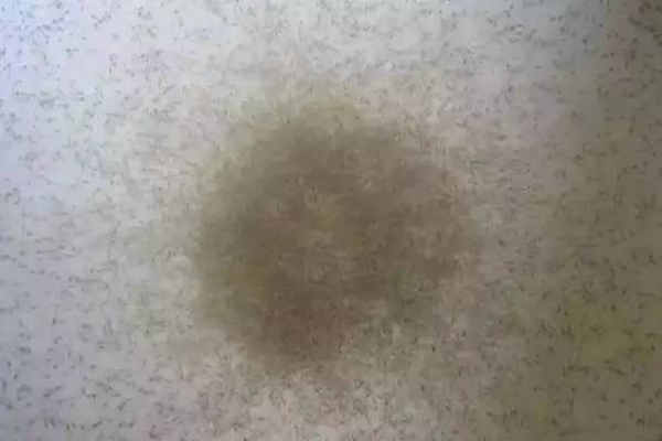 苗不成功、成活率低、長(zhǎng)不大的原因很可能是這個(gè)